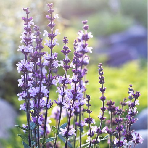 Pure Clary Sage Essential OIl